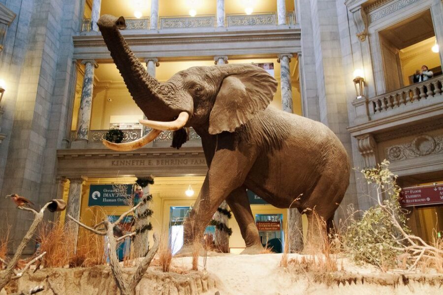 Smithsonian Natural History Museum Tour Semi-Private 8ppl - Tour Breakdown: What to Expect
