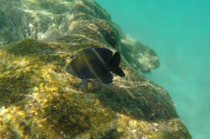 Snorkel Adventure at Cozumel! Transportation from Cancun & Playa Del Carmen - Authentic Insights from Other Travelers