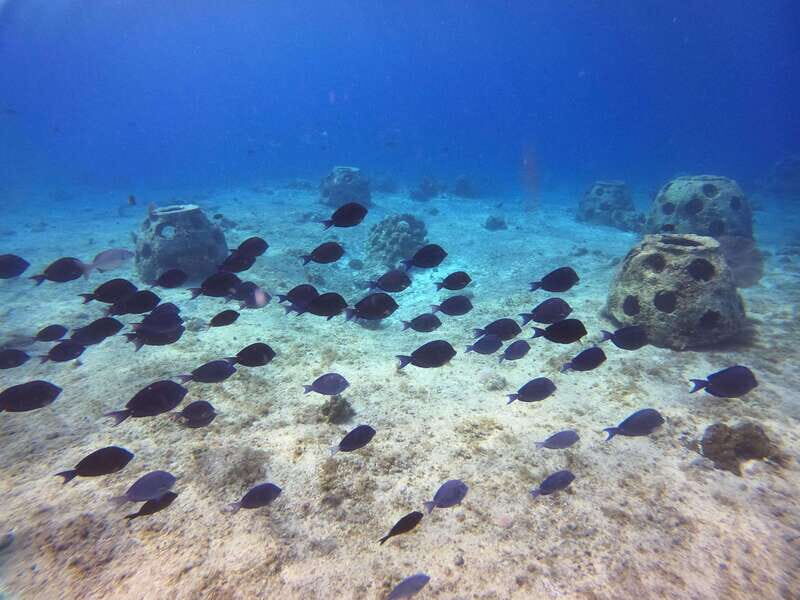 Snorkel along the coast with Chivis Del Mar. - The itinerary in detail