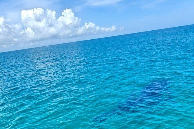 Snorkel and Swimming with Whale Shark in Cancun - Practical Considerations