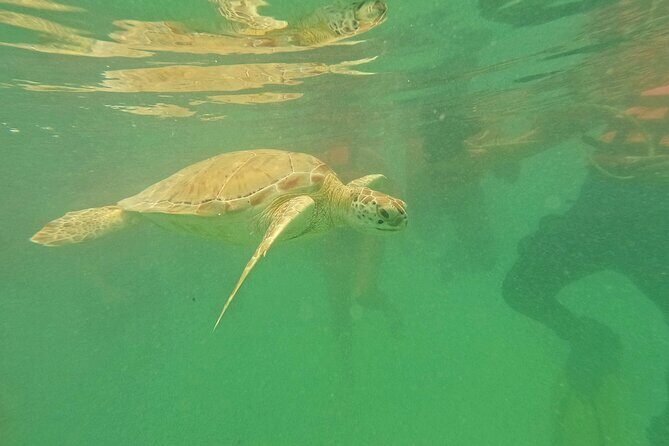 Snorkel at Turtle Habitat at Akumal from Playa del Carmen - Practical Details and What to Expect