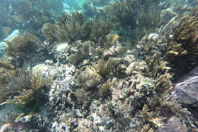 Snorkel in the beautiful reef of Puerto Morelos with transport - The Experience and the View