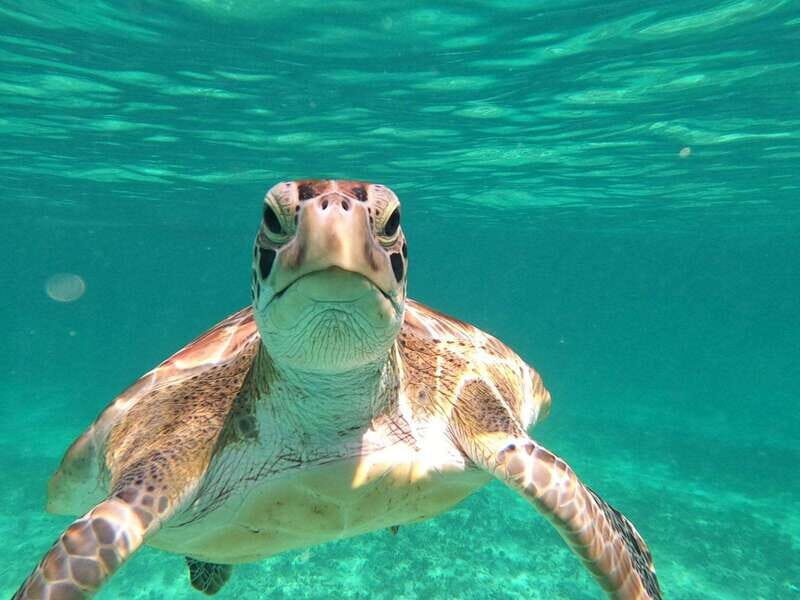 SNORKEL IN TULUM REEF, BOAT RIDE AND CALETA - What You’ll Actually Experience