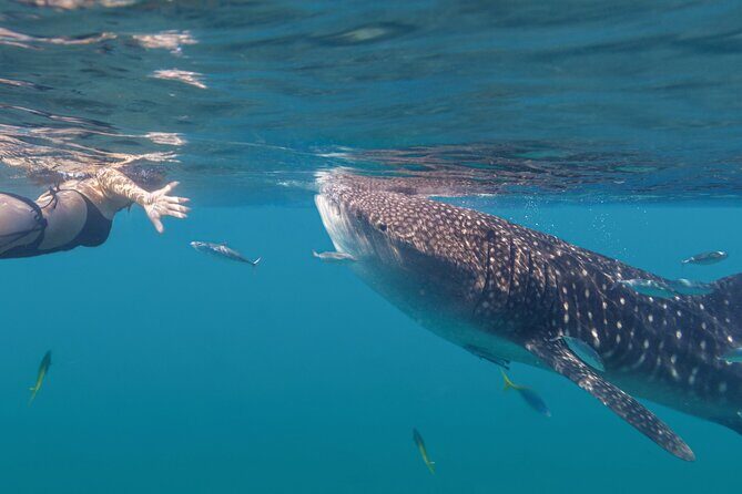 Snorkel with Whale Sharks in La Paz - Frequently Asked Questions