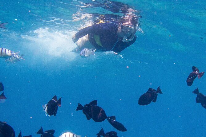 Snorkeling Adventure at Turtle Canyon - What to Expect from the Snorkeling Adventure at Turtle Canyon