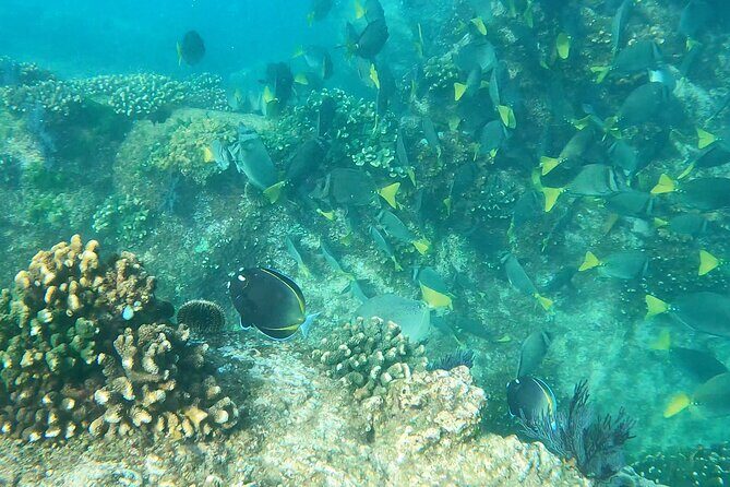 Snorkeling On Chilean Beach Transportation And Drinks Included - Why This Experience Offers Good Value
