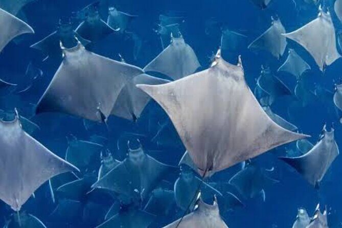 Snorkeling with Mobulas in La Ventana Bay Round trip from La Paz - The Itinerary: What You Can Expect