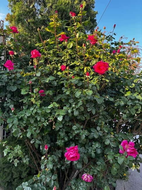 Sofia Kazanluk Rose Valley & Oil Distillery Tour - In-Depth Look at the Itinerary