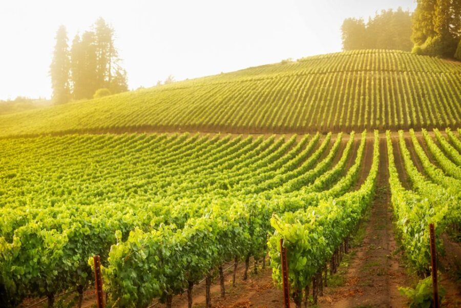 Sonoma County: Tasting Pass (Choose 1, 2, or 90 Days) - Who Will Love This Experience?