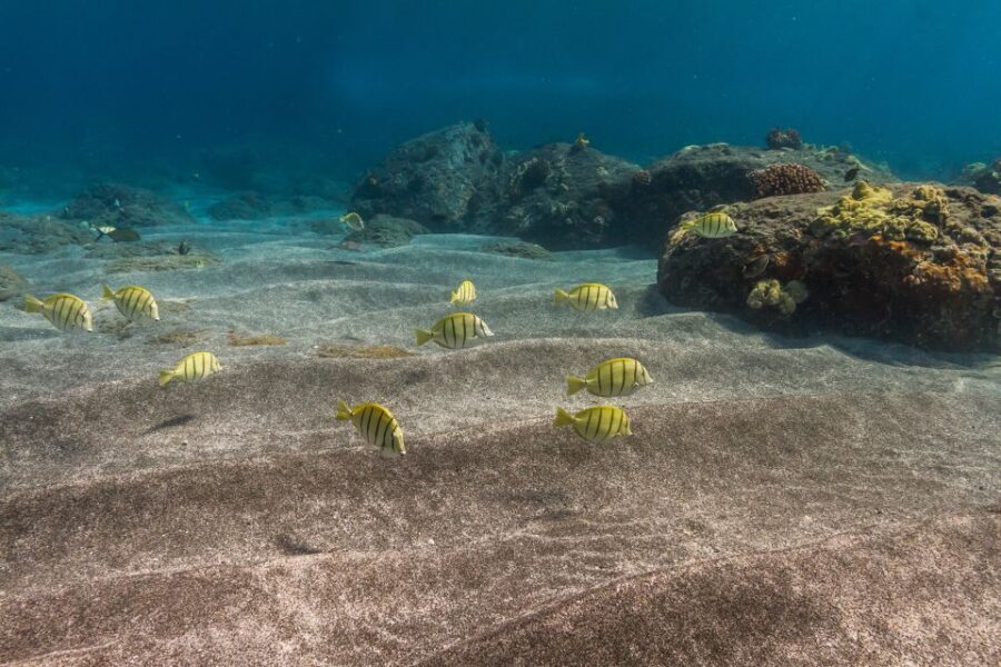 South Maui: Lanai Snorkel & Dolphin Watch from Maalaea - The Voyage to Lanai – Scenic and Wildlife-Rich