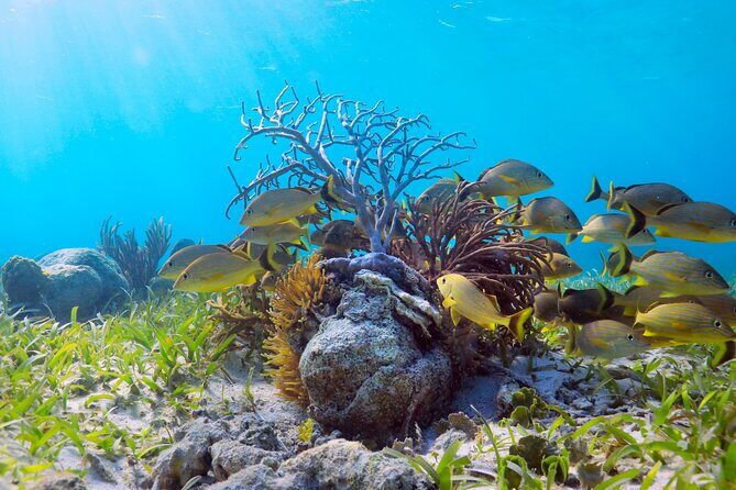 Speed Through Cancun: Explore Mangroves, Reefs & MUSA in One Tour - The Value of the Experience