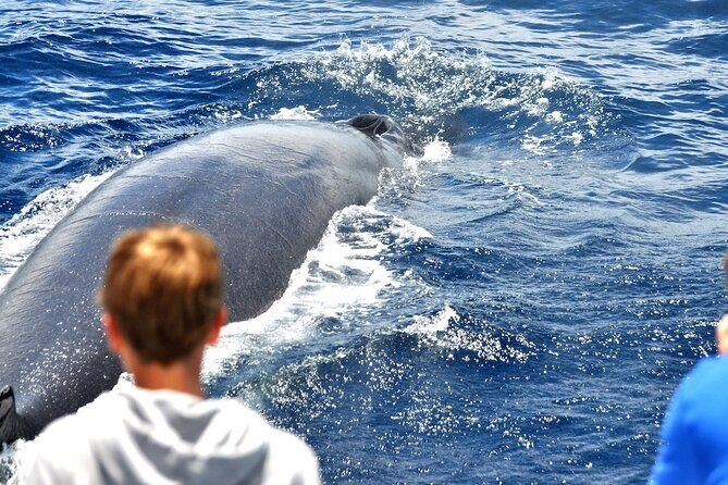 Spirit of the Sea: Cetacean sighting in Gran Canaria - Practical Details