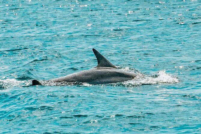 Split: Blue Lagoon & 3 Island Cruise with Wine & Snorkeling - Practical Details & What You’ll Experience