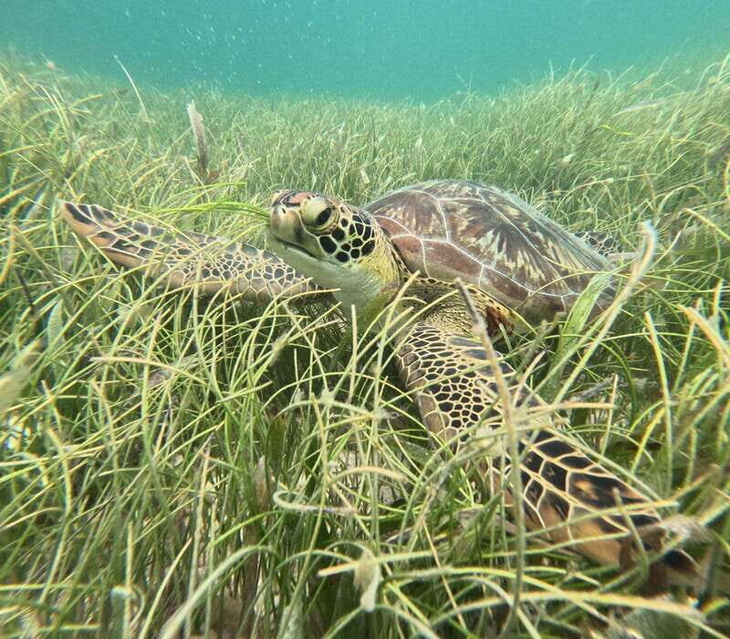 sport fishing and snorkeling in the reef in costa maya - The Value in a Closer Look