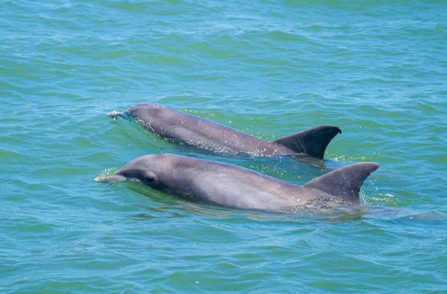 St. Augustine: Expert-Led Dolphin & Wildlife Eco Adventure - Practical Tips for Travelers