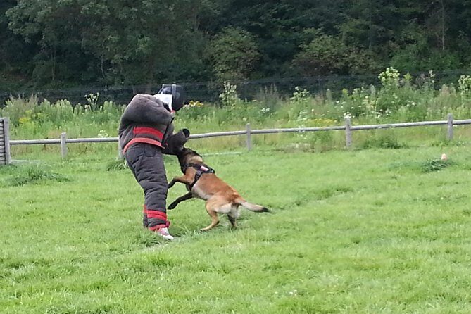 stag dog chase Krakow prank - Who Will Enjoy This?