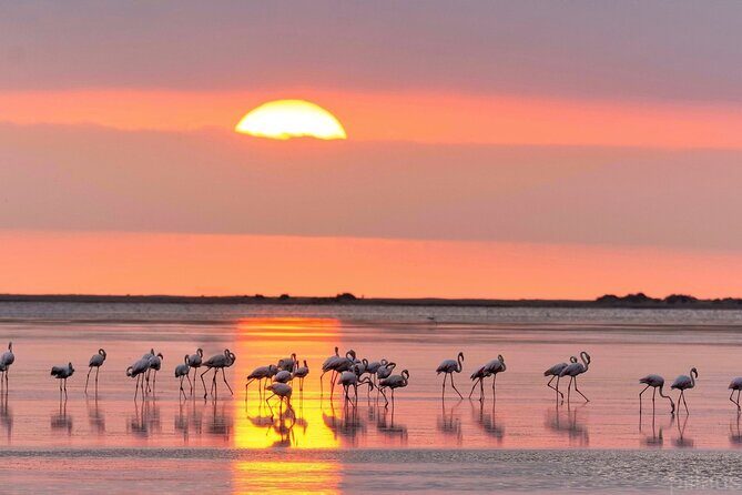 Sunset among flamingos in the Ebro Delta - Analyzing the value and practicality