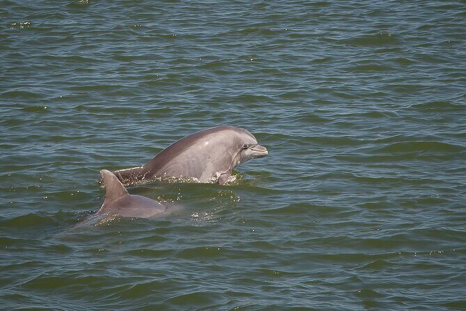 Sunset, Dolphin/Birding On A Private Guided Savannah Cruise - The Sum Up