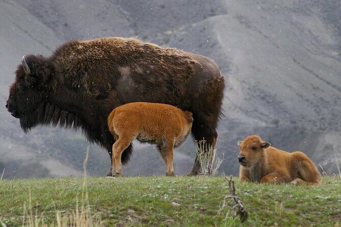 Sunset Hayden Valley Wildlife Safari | Catered Dinner | PRIVATE - Who Is This Tour Best For?