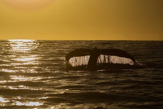 Sunset Whale Watching in Cabo San Lucas - Authentic Feedback from Travelers