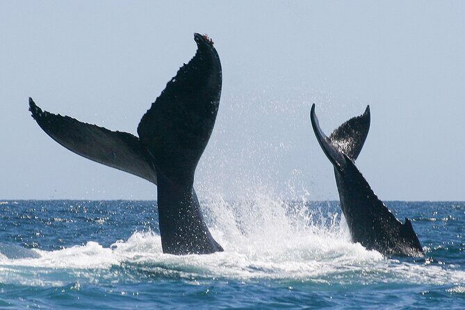 Sunset Whale Watching in San Jose del Cabo - Why This Tour Stands Out in Los Cabos