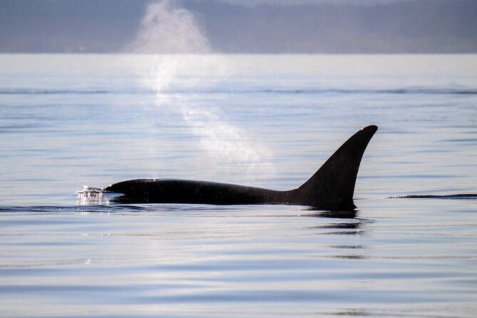 Sunset Zodiac Tour - What You’ll Likely See and Experience