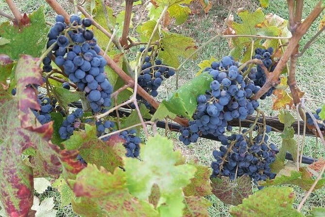 "Sweet Hills of Chianti & San Gimignano" with Lunch & 2 Tastings - A Deep Dive into the Experience