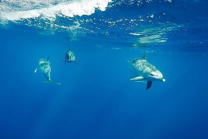 Swim with Dolphins in the Azores - The Sum Up