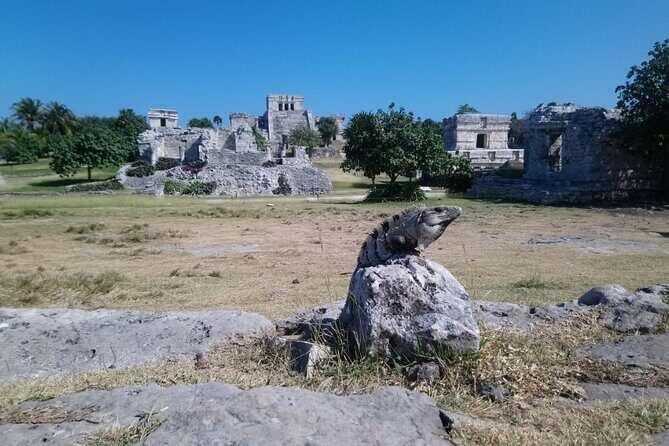 Swim with turtles + snorkelling + archaeological zone of Tulúm + cenote - Detailed Breakdown of the Tour Experience