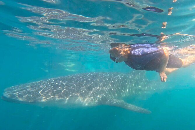 Swim with Whale Sharks #1 MUST DO IN LA PAZ - Final Thoughts: Is It Worth It?