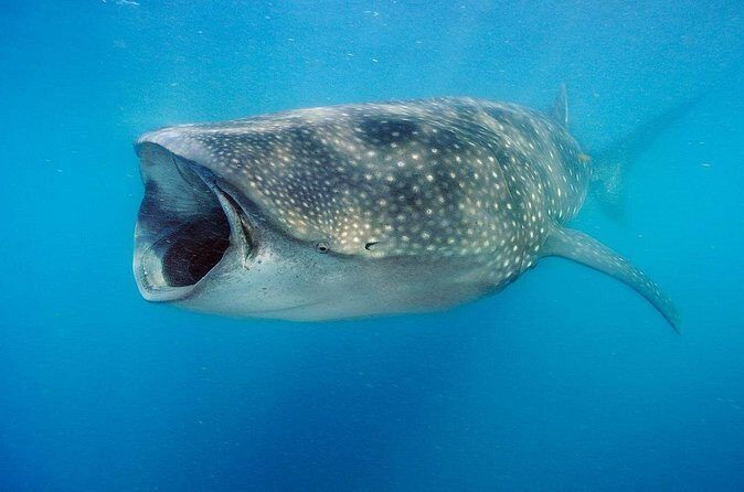 Swim with Whale Sharks & Isla Mujeres - Who Will Love This Tour?