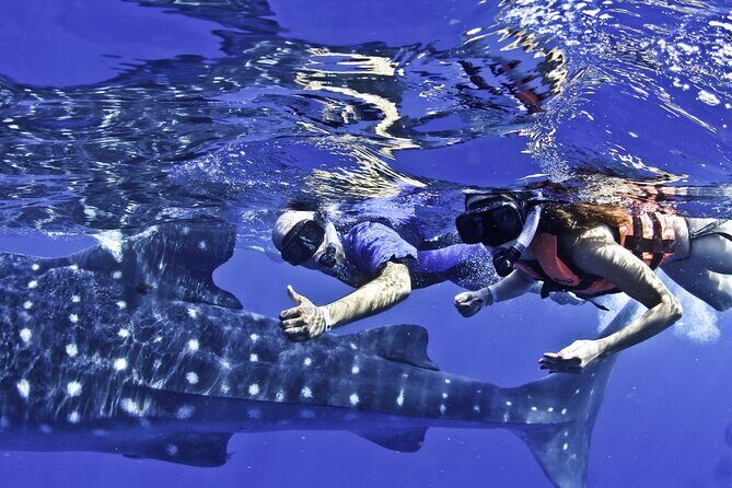 Swim with Whale Sharks & Isla Mujeres - Authentic Insights from Travelers and Tips