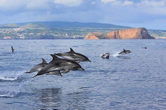 Swimming with Dolphins in Terceira Island - Practical Considerations