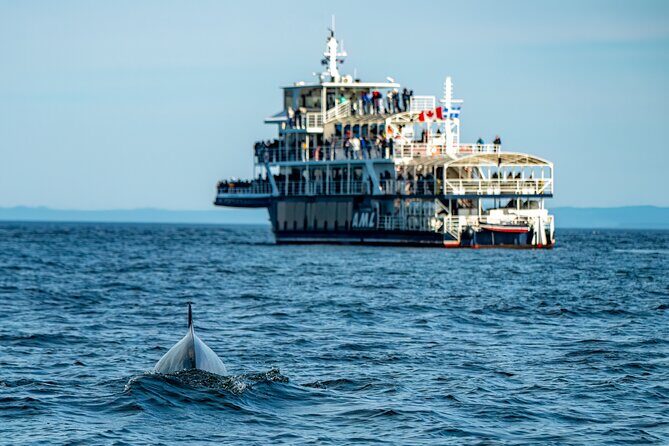 Tadoussac/Charlevoix: Whale & Bear Wildlife Tour - Who Will Enjoy This Tour?