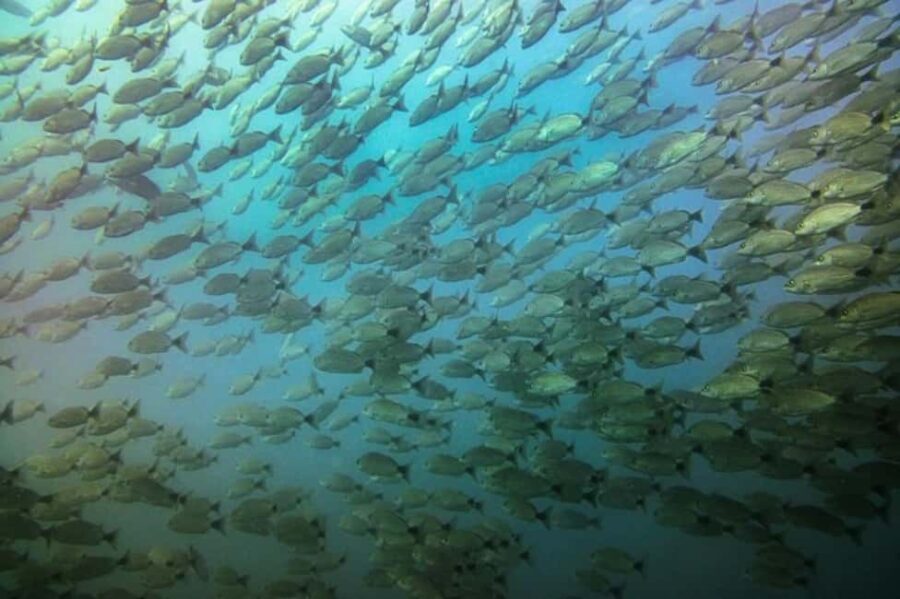 Tamarindo: Guided Snorkeling Tour with Marine Life Spotting - Evaluating the Value