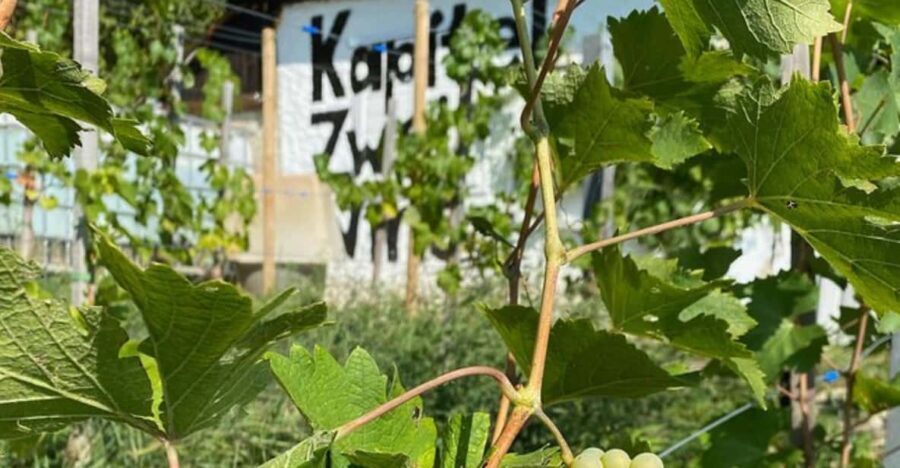 Taste and Tour Small Organic Wineries with a Winemaker - A Deep Dive into the Experience