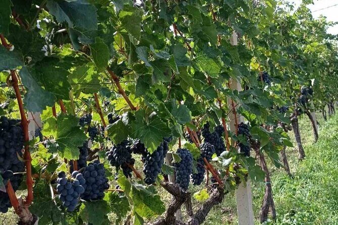 TASTE OF MONTENEGRO - Gastro Tour of Montenegrian Wine and food - An In-Depth Look at the Tour Experience