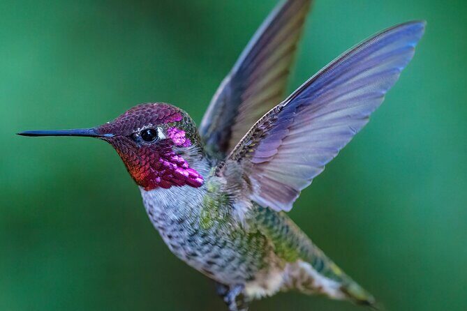 Tea with hummingbirds at a Hummingbird Sanctuary - Meeting Point and Practical Details
