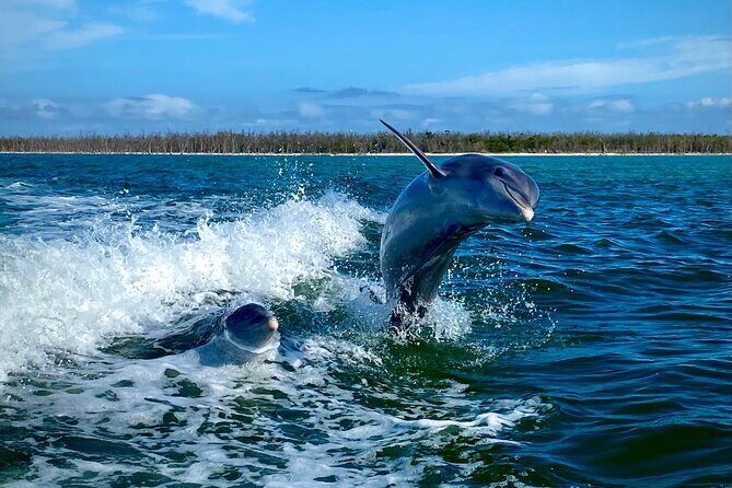 Ten Thousand Islands Eco/Dolphin Tour - The Value of This Tour