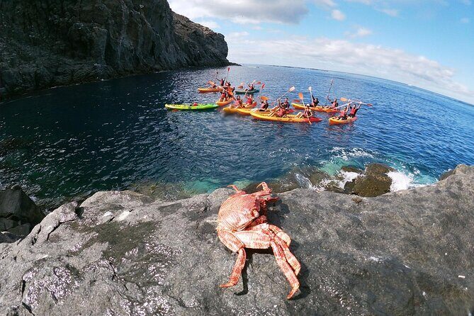 Tenerife: Guided kayak tour with snorkeling in a marine reserve - Authentic Experiences and Real Feedback