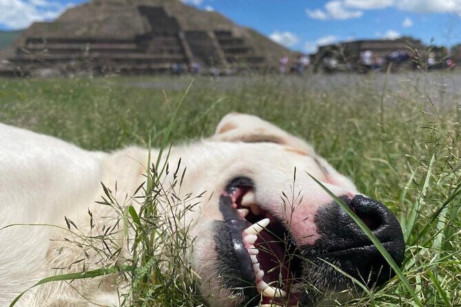 Teotihuacan Pyramids *NO CROWDS* Morning Tour... With Me, Angela! - The Sum Up