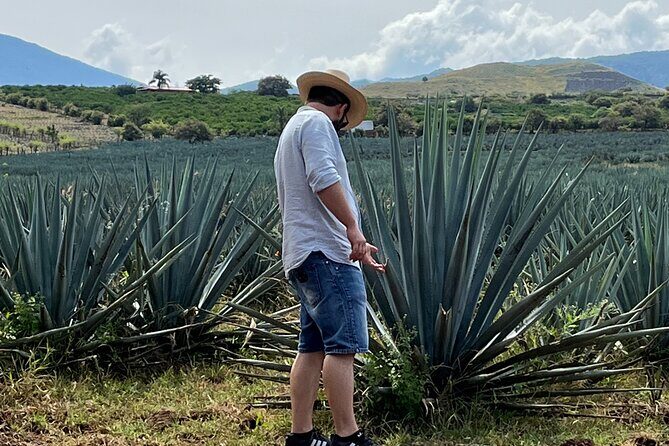 Tequila Jalisco Full Day Tour from Puerto Vallarta - A Deep Dive into the Experience