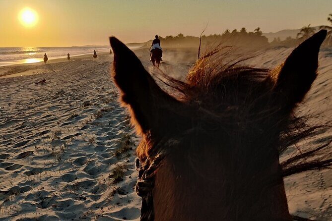 The Best Horseback Riding Trip: Wildlife, Rivers, Beach, Sunset.. - What to Expect: Details and Practicalities