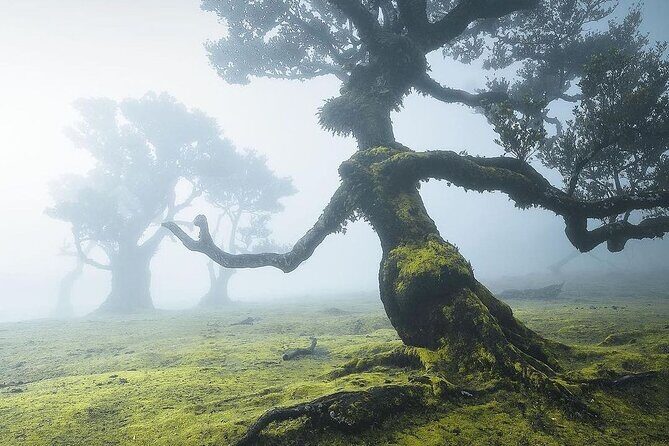 The Fanal Forest by Feeling Madeira - Into the Heart of Madeira’s Wilderness