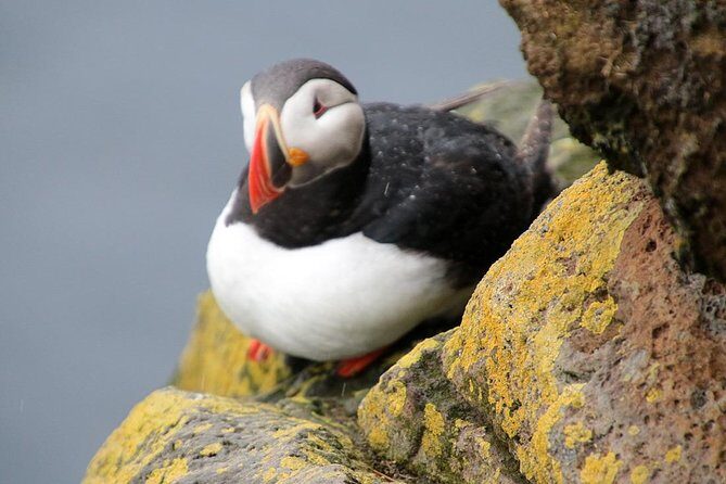 The Great Round Tour: Around Iceland in 13 Days - Authentic Experiences and Traveler Insights