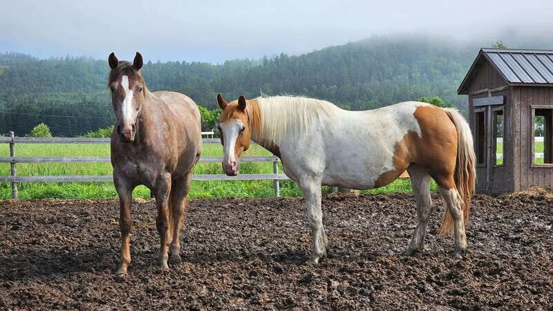 The Montagnarde: Guided horseback ride on mountain trails. - Is It Worth the Price?