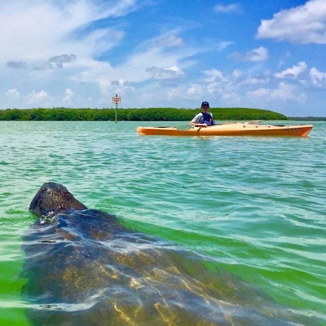 Tierra Verde FL: Coastal Kayaking Tour in Shell Key - What to Expect: The Day in Your Kayak