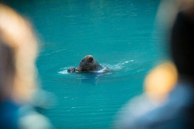 Toba Bears and Wilderness Grizzly Bear Viewing in Campbell River - Practical Details and What to Expect