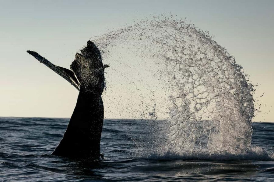 Tofino: Covered Boat Winter Wildlife Watching Tour - Key Points