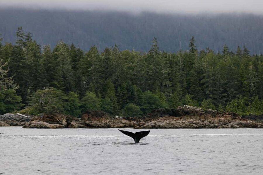 Tofino: Whale Watching Tour with Nature Guide - What Makes This Whale Watching Tour Stand Out?